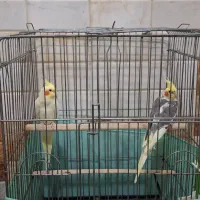 عروس هلندی نرو ماده