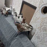 کفتر رنگه ساده به شرط