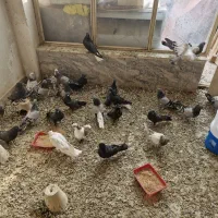 اصفهانی بازی کن|پرنده|برخوار, |دیوار