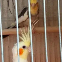عروس هلندی برزیلی گرینچیک  مرغ عشق فنچ