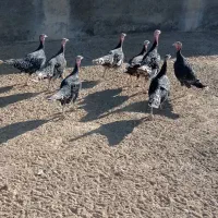 بوقلمون و مرغ