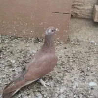 کبوتر مفلق نر سیمونی