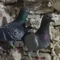 کبوتر پلاکی