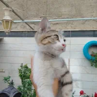 فرامرز واگذار میشه