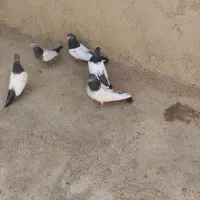 کبوتر کله دار