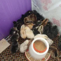 جوجه ی مرغ|حیوانات مزرعه|شیراز, پانصد دستگاه ارتش|دیوار