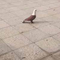 کلاغ کله سفید