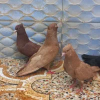 کبوتر سالم زاغ زرد قرمز دونه ای ۸۰۰هزارتکی ندارم