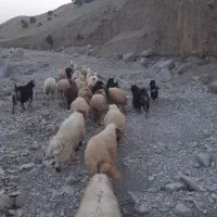 بره
