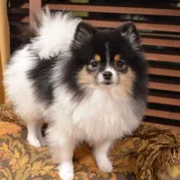 پانسیون و فروشگاه توله های آپارتمانی در خرم آباد