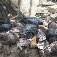 فروش بوقلمون