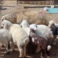 میش بره دار وابستن دوبهر عراقی