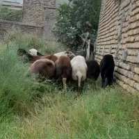 ۱۰ عدد گوسفند