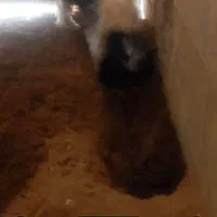 مفقودی سگ|حیوانات|یزد, |دیوار