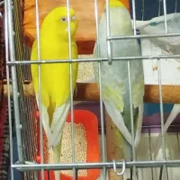 یک جفت مرغ عشق ماده هلندی نر رنگ خواس