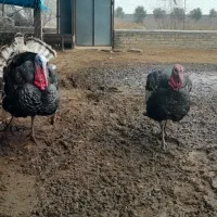 فروش بوقلمون برنز