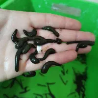 زالو و جلبک اسپیرولینا ....