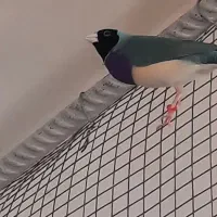 فنچگلدین|پرنده|خورموج, |دیوار