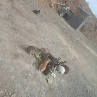 خرگوش ۱۶عدد|موش و خرگوش|سنندج, |دیوار