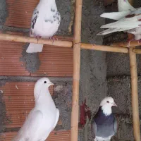 فروش کبوتر