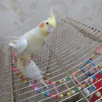 عروس هلندی ماده شش ماه رام شده و دستی|پرنده|همدان, |دیوار