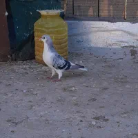 کبوتر|پرنده|شوشتر, |دیوار