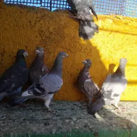 پلاکی