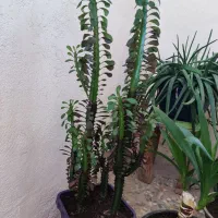 گل طبیعی خونگی|گل و گیاه طبیعی|یاسوج, |دیوار