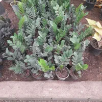 دیفن باخیابرگ پهن از۱۵۰تا۸۵۰|گل و گیاه طبیعی|تربت جام, تیپ ۳۸ زرهی تربت جام|دیوار