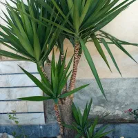 یوکا بزرگ و سرحال - نگهداری بسیار آسان