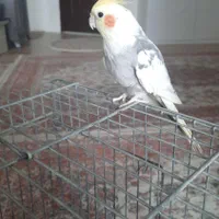 عروس هلندی سخنگو