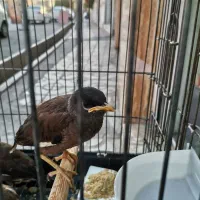 جوجه مینا، جوجه سهره خاکی گرینچیک، کاسکو، گلدین