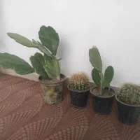 چهار عدد کاکتوس ریشه پر ۳۰۰تومان