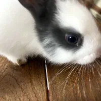 خرگوش کوچولو