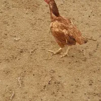 مرغ لاری اصل اصل