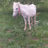 اسب