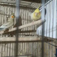 عروس هلندی نر و ماده جفت|پرنده|رباطکریم, آدران|دیوار