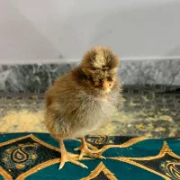 جوجه محلی و جوجه برهما|حیوانات مزرعه|گرگان, |دیوار
