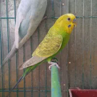 مرغ عشق سالم و شیطون