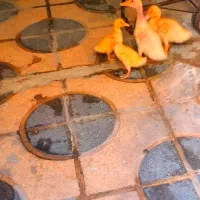 اردک|حیوانات مزرعه|شیراز, گود عربان|دیوار
