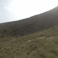 بره فروشی چهارگنبد