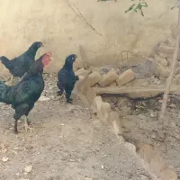 مرندقره سی|حیوانات مزرعه|مرند, |دیوار