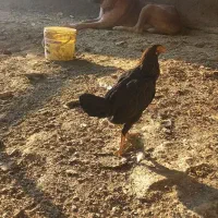 مرغ وخروس لاری|حیوانات مزرعه|گلبهار, شهر جدید گلبهار|دیوار