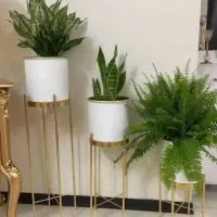 گلدون‌پایه‌‌دارطلایی‌|گل و گیاه طبیعی|خوی, |دیوار