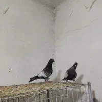 طاووسی|پرنده|گتوند, |دیوار