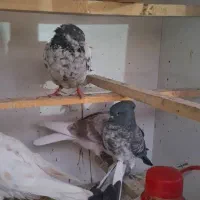 کفتر 25 عدد|پرنده|فردیس, قریشی|دیوار