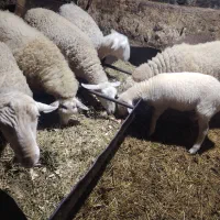 گوسفند خارجی لاکن پر شیر و چند قلوزا