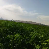زمین سند دار بغل گلخانه ویلا شرایط اقساطی 1ساله|فروش زمین و ملک کلنگی|تبریز, |دیوار