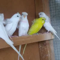 حراج مرغ عشق پروانه ای  در گله دار|پرنده|لامرد, |دیوار