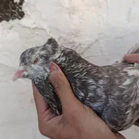 دمبی نر|پرنده|مسجد سلیمان, |دیوار